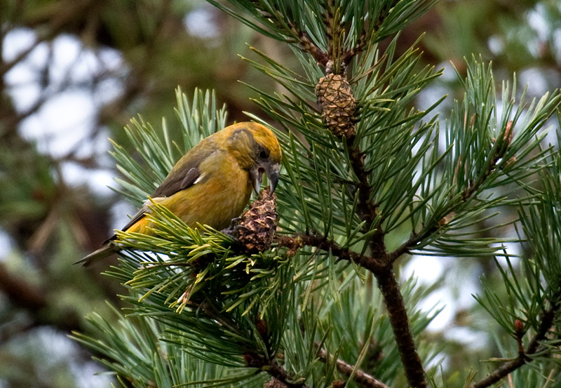 Grankorsnebb - Common crossbill (Loxia   curvirostra) .jpg